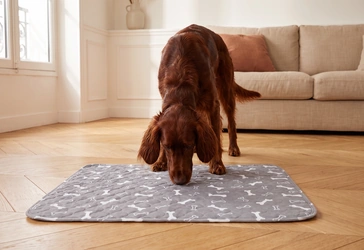 Le chien renifle le tapis