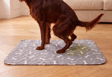 Le chien fait sur le tapis