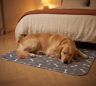La nuit, le chien dort près du lit sur son tapis