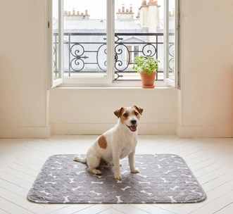 En appartement, le tapis devant la fenêtre